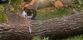 Reliable Montpelier, VT Tree Removal Solutions